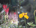 Blomster langs Inka-trail